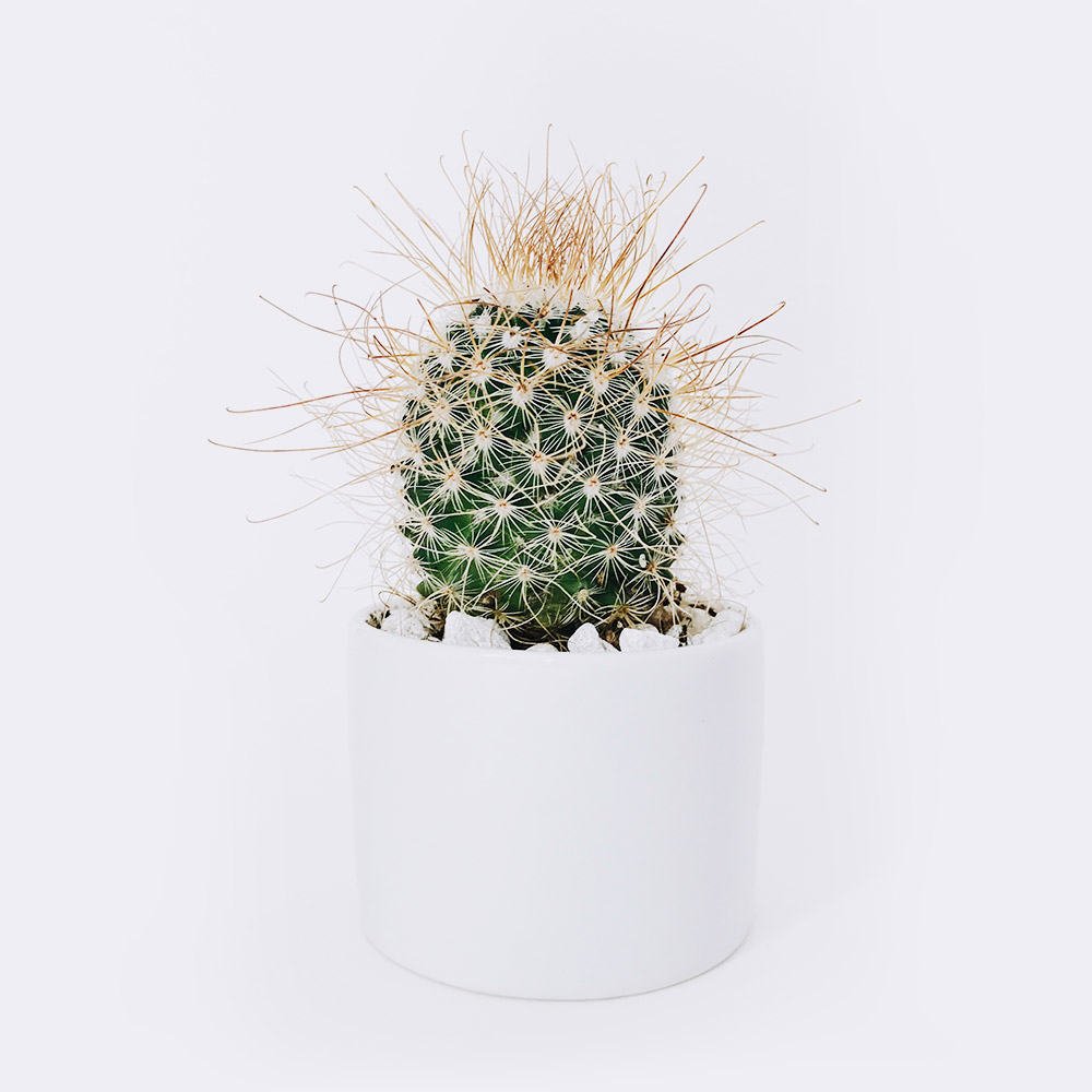 Store cactus3 free img
